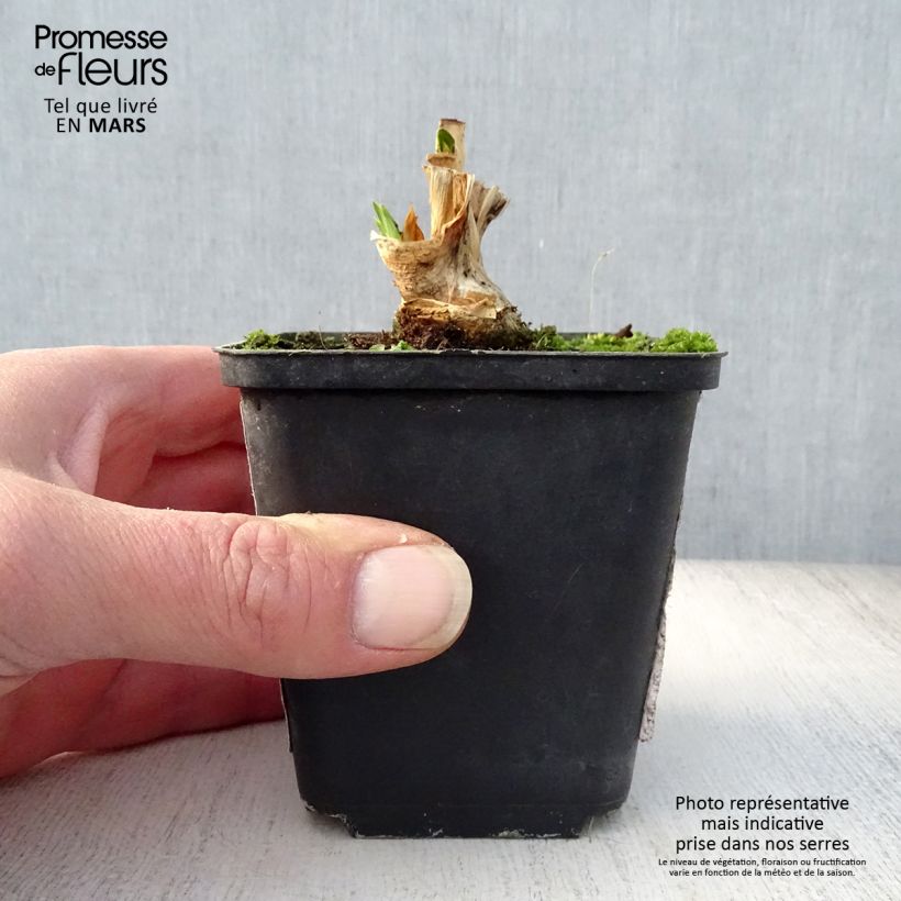 Example of Iris Petit Moment - Schwertlilie Kleine Töpfe von 8/9 cm as you get in printemps