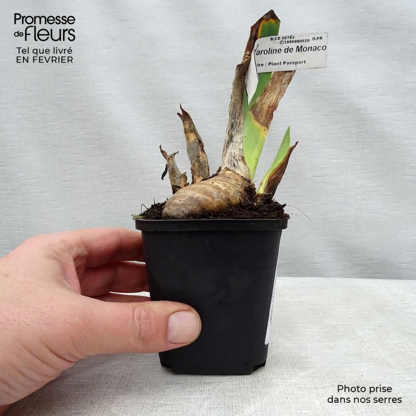 Exemplar von Iris Princesse Caroline de Monaco - Schwertlilie Kleine Töpfe von 8/9 cm wie im Winter geliefert