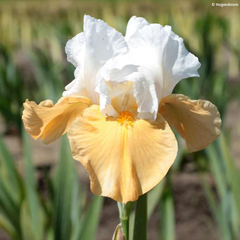 Iris Pumpkin Cheesecake - Schwertlilie (Flowering)