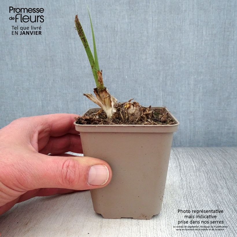 Example of Iris Pumpkin Cheesecake - Schwertlilie Kleine Töpfe von 8/9 cm as you get in hiver