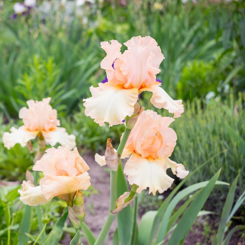 Iris Qualified - Schwertlilie (Plant habit)