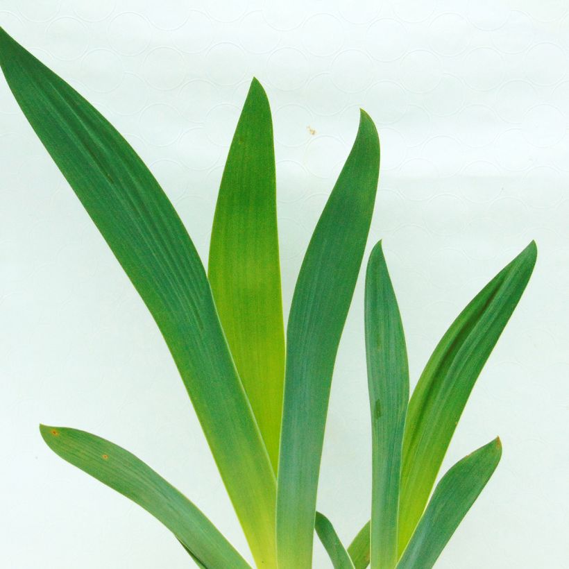 Iris Raspberry Wine - Schwertlilie (Foliage)