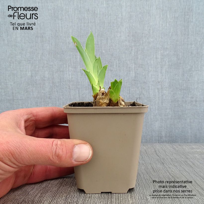 Exemplar von Iris Red Orchid - Schwertlilie Kleine Töpfe von 8/9 cm wie im Winter geliefert