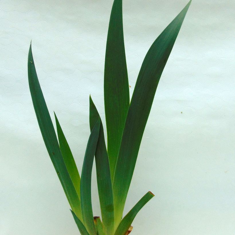 Iris Rising Moon - Schwertlilie (Foliage)