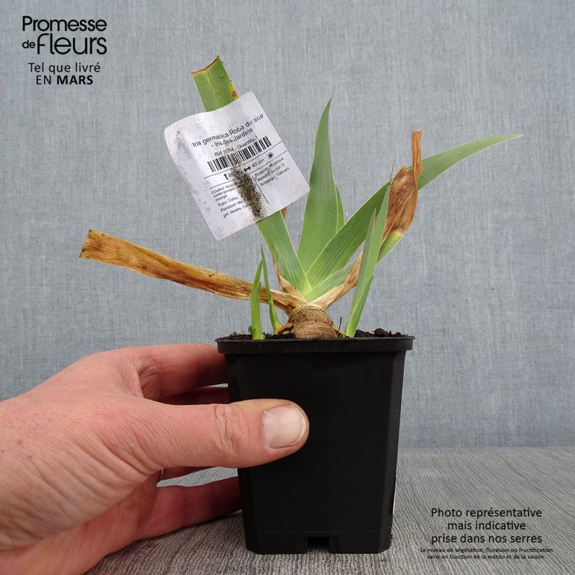 Exemplar von Iris Robe du soir - Schwertlilie Kleine Töpfe von 8/9 cm wie im Winter geliefert