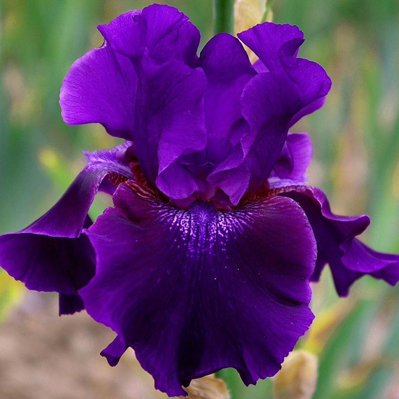 Iris Rosalie Figge - Schwertlilie (Flowering)