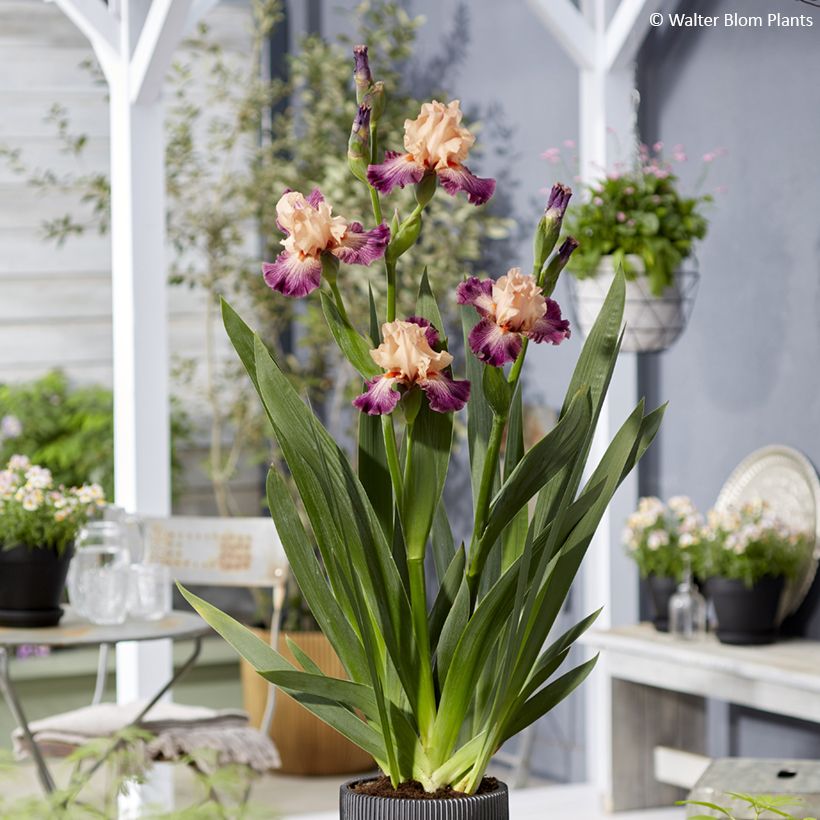 Iris germanica Rose de Perse - Schwertlilie (Plant habit)