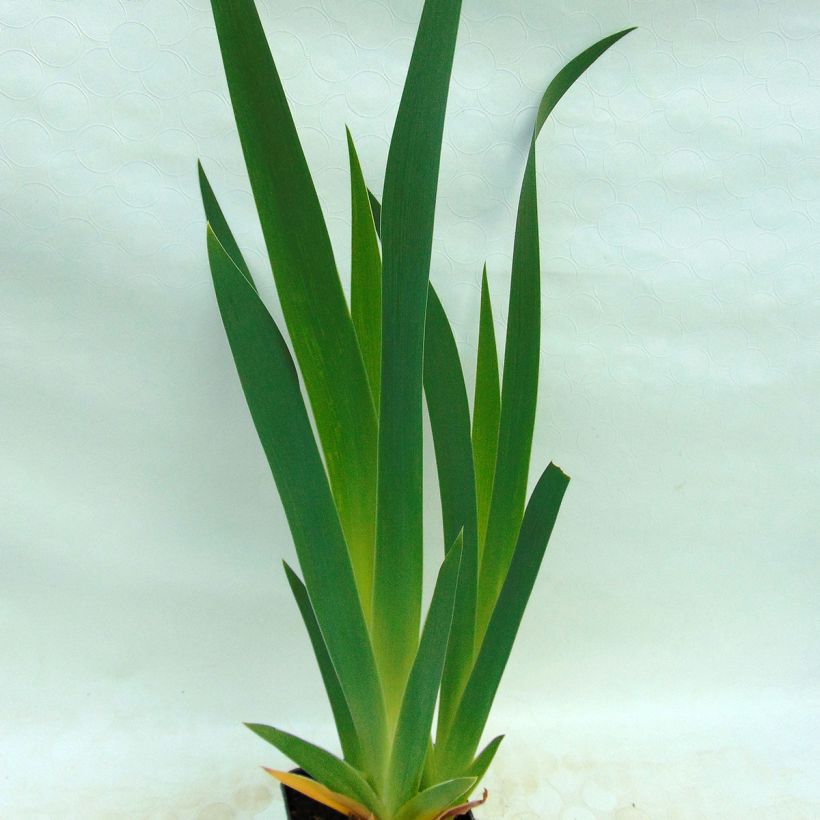 Iris Ruffled Goddess - Schwertlilie (Foliage)