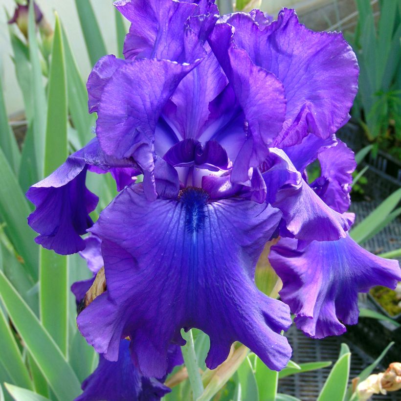 Iris Ruffled Goddess - Schwertlilie (Flowering)