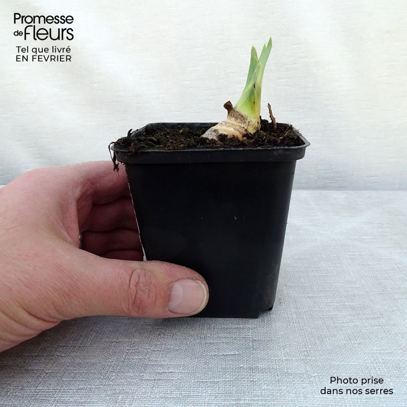 Exemplar von Iris Ruffled Goddess - Schwertlilie Kleine Töpfe von 8/9 cm wie im Winter geliefert