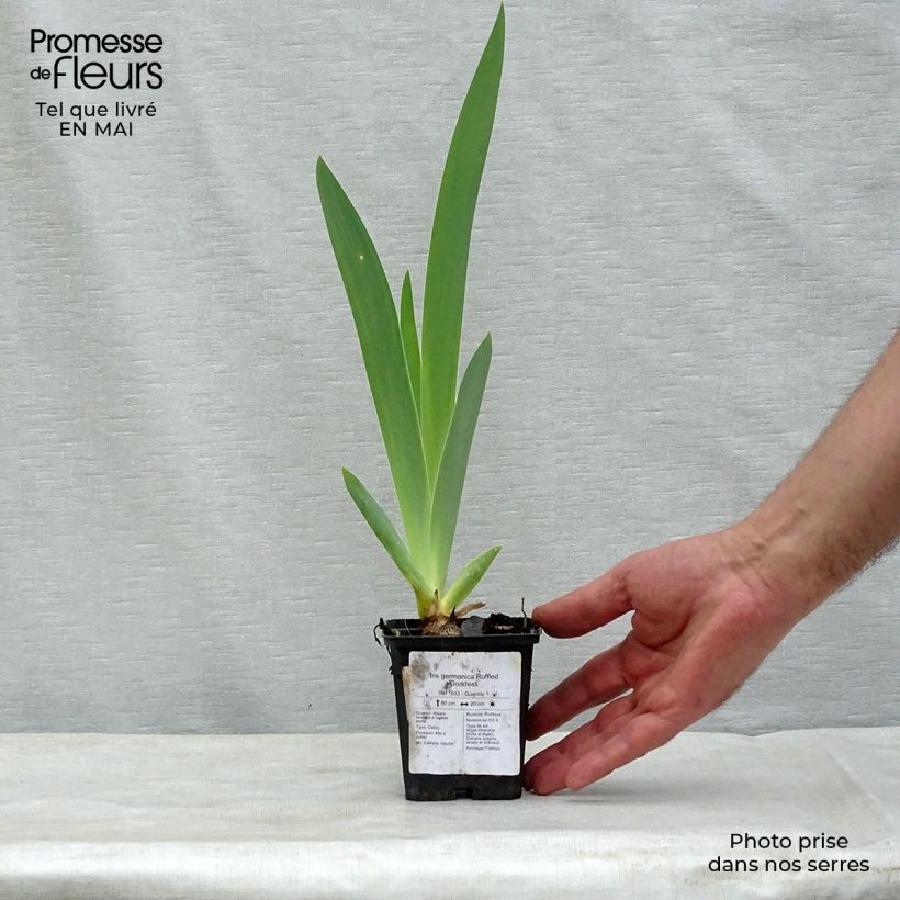 Exemplar von Iris Ruffled Goddess - Schwertlilie Kleine Töpfe von 8/9 cm wie im Frühjahr geliefert