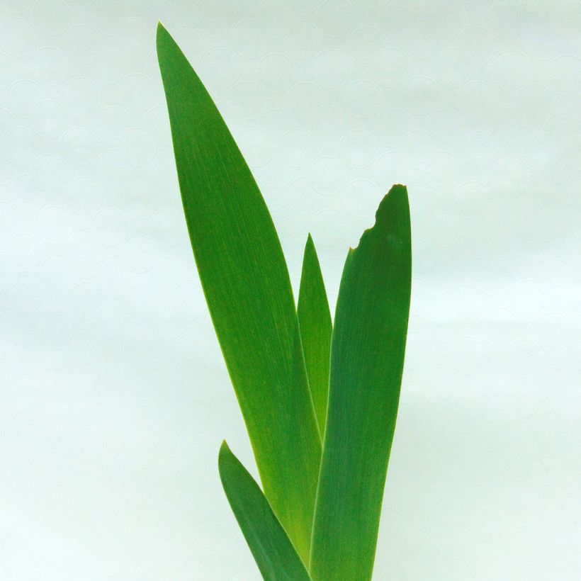 Iris Saturn - Schwertlilie (Foliage)
