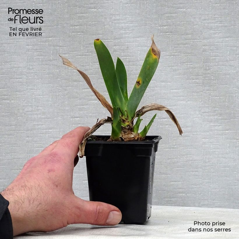 Example of Iris Saturn - Schwertlilie Kleine Töpfe von 8/9 cm as you get in hiver