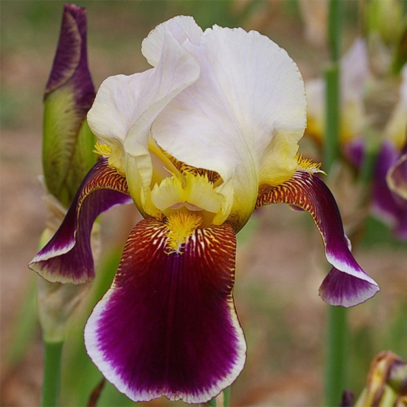 Iris Shah Jehan - Schwertlilie (Flowering)