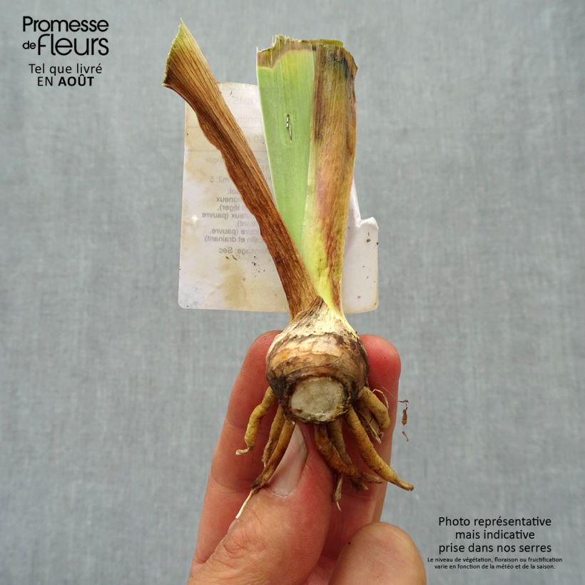 Example of Iris Showcase - Schwertlilie Kleine Töpfe von 8/9 cm as you get in ete