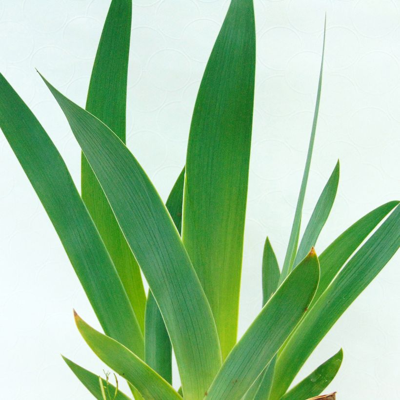Iris Sirop de Framboise - Schwertlilie (Foliage)