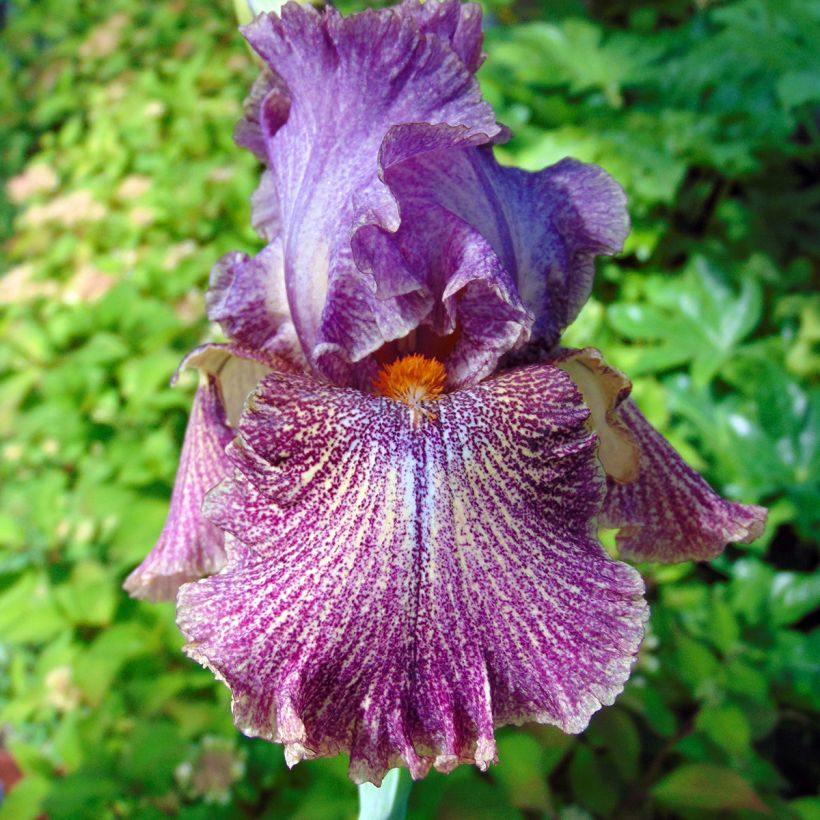 Iris Sirop de Framboise - Schwertlilie (Flowering)
