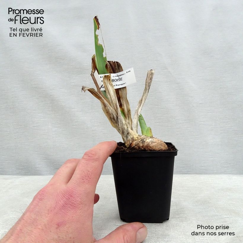 Example of Iris Sirop de Framboise - Schwertlilie Kleine Töpfe von 8/9 cm as you get in hiver