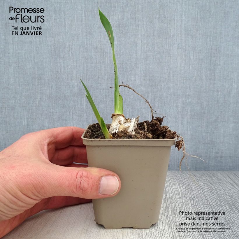 Exemplar von Iris Siva Siva - Schwertlilie Kleine Töpfe von 8/9 cm wie im Winter geliefert