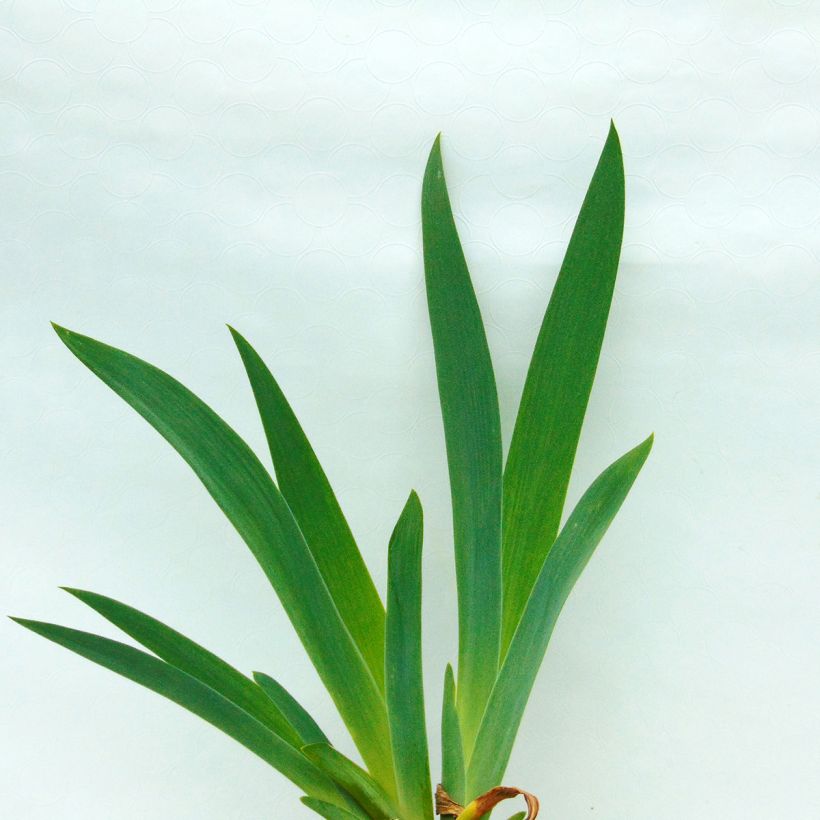 Iris Skyfire - Schwertlilie (Foliage)