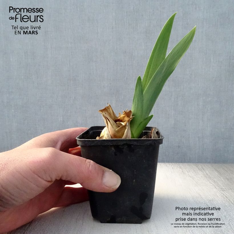 Exemplar von Iris Skyfire - Schwertlilie Kleine Töpfe von 8/9 cm wie im Frühjahr geliefert