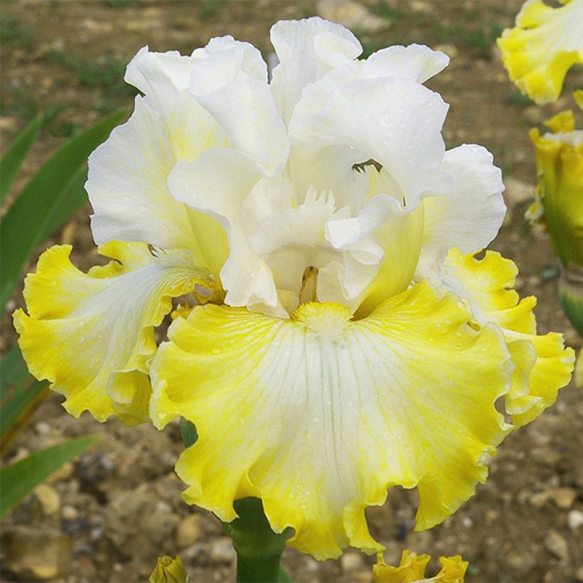 Iris Smiling Faces - Schwertlilie (Flowering)