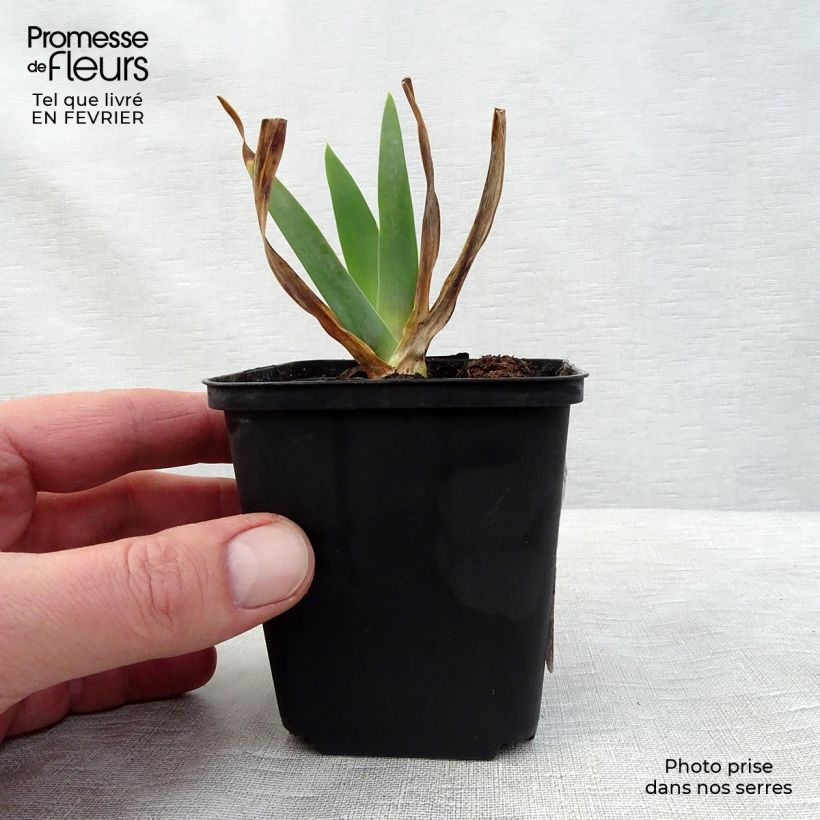 Example of Iris Smiling Faces - Schwertlilie Kleine Töpfe von 8/9 cm as you get in hiver