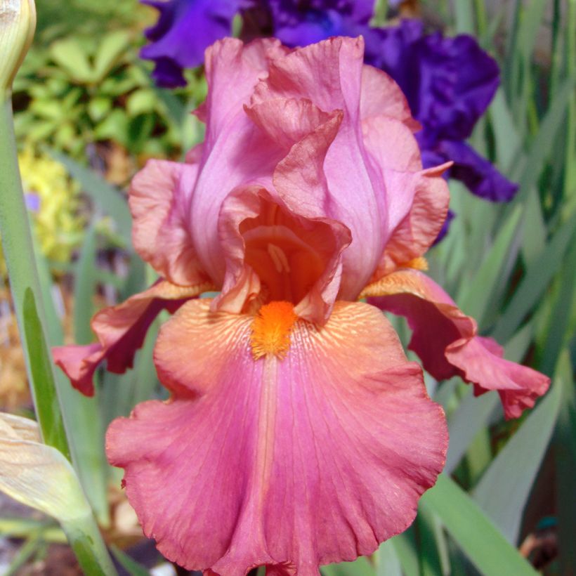 Iris Sorbet Fraise - Schwertlilie (Flowering)