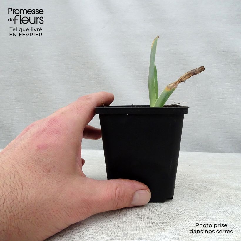 Example of Iris Sorbet Fraise - Schwertlilie Kleine Töpfe von 8/9 cm as you get in hiver