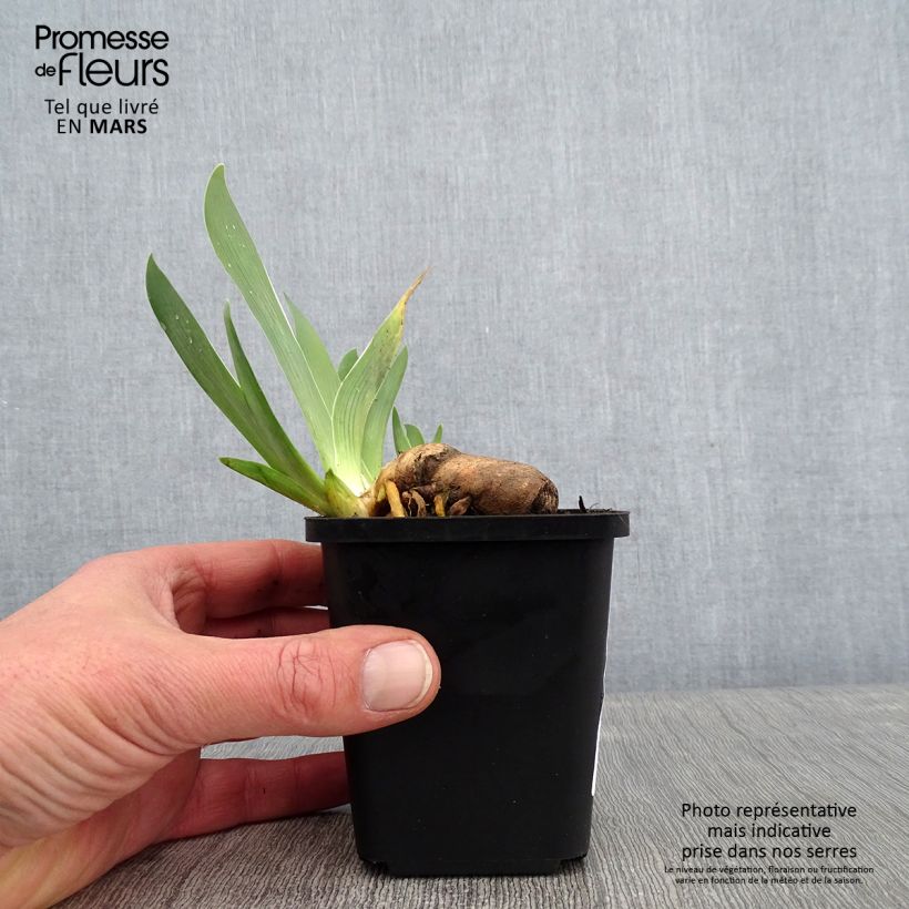 Exemplar von Iris Sorcellerie - Schwertlilie Kleine Töpfe von 8/9 cm wie im Winter geliefert