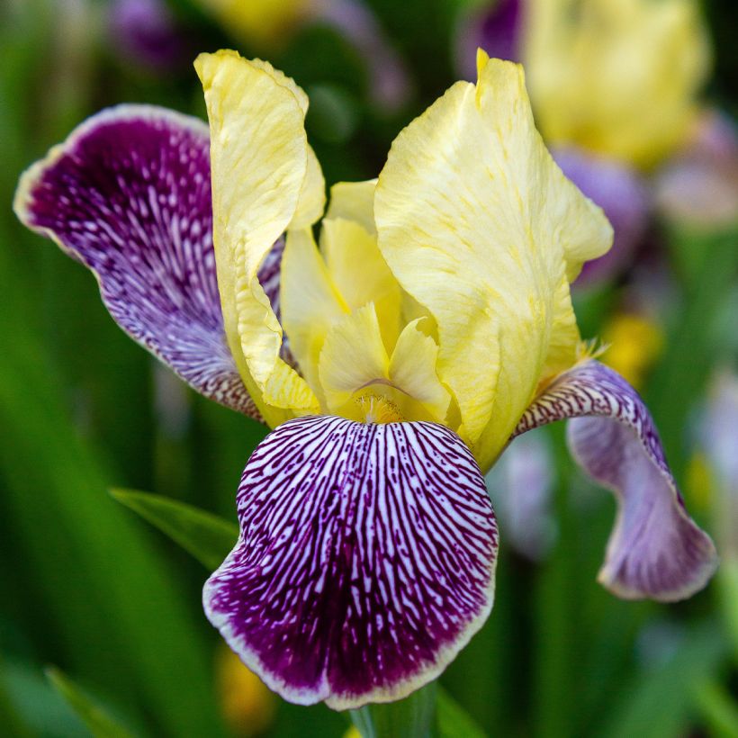 Iris Stellata - Schwertlilie (Flowering)