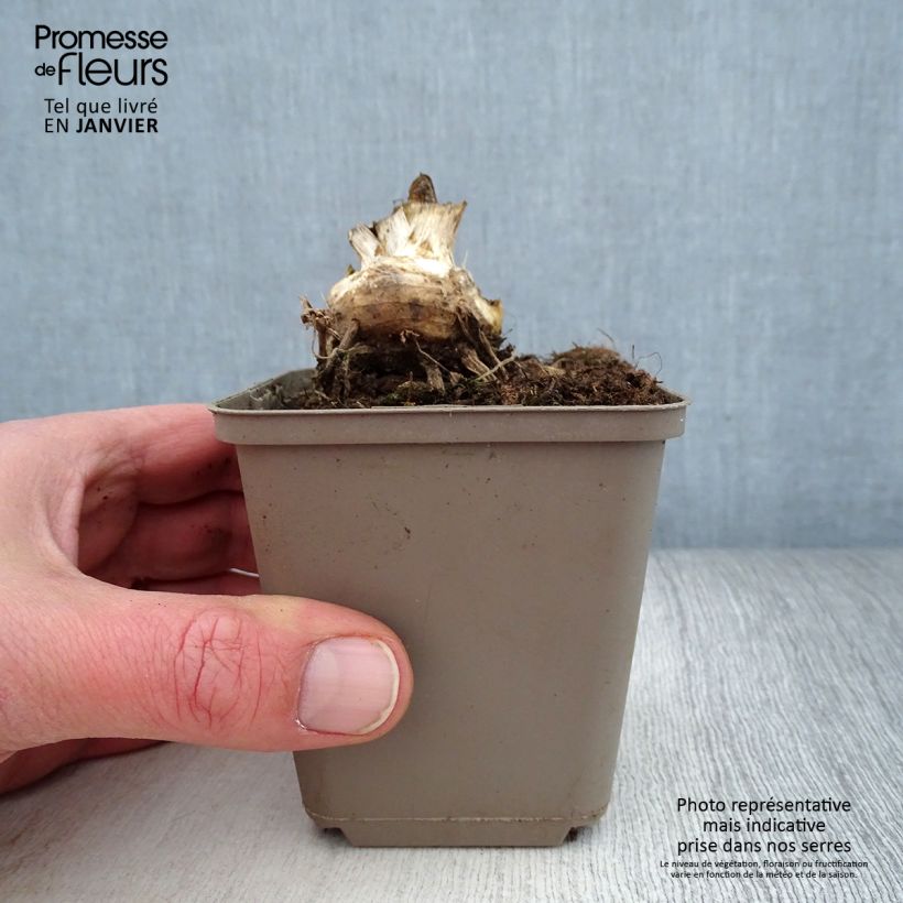 Example of Iris Storm Center - Schwertlilie Kleine Töpfe von 8/9 cm as you get in hiver