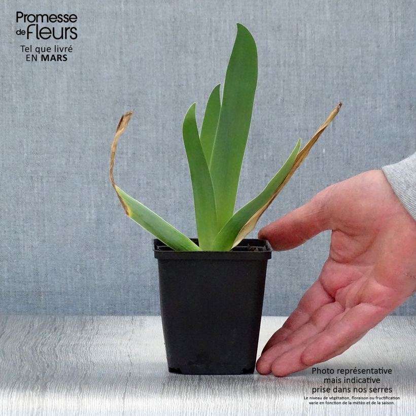 Exemplar von Iris Sur la plage - Schwertlilie Kleine Töpfe von 8/9 cm wie im Frühjahr geliefert