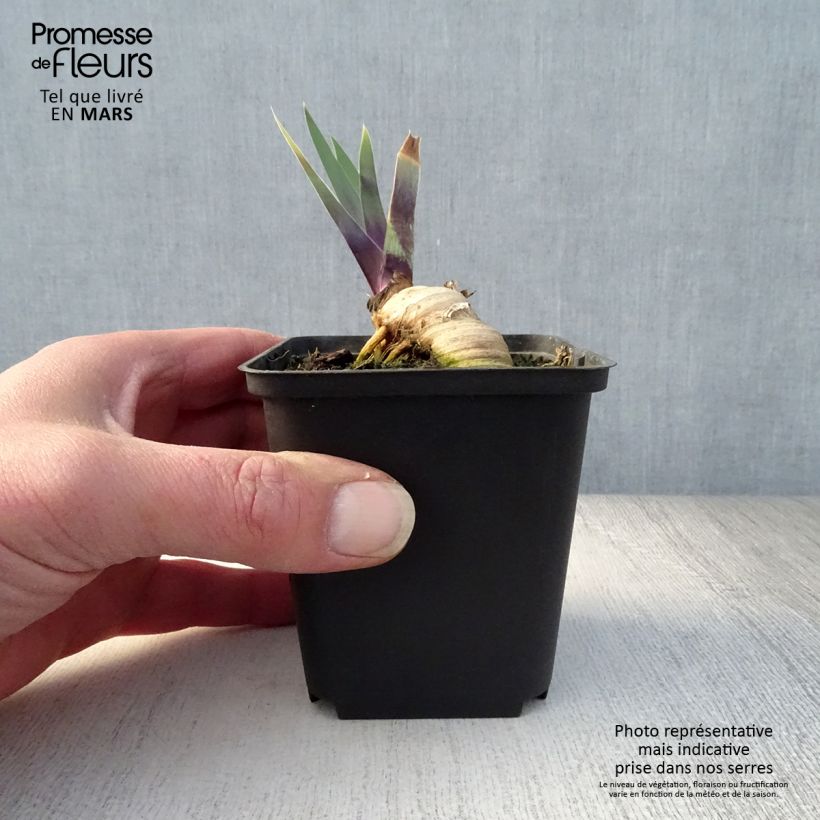 Exemplar von Iris Thornbird - Schwertlilie Kleine Töpfe von 8/9 cm wie im Frühjahr geliefert