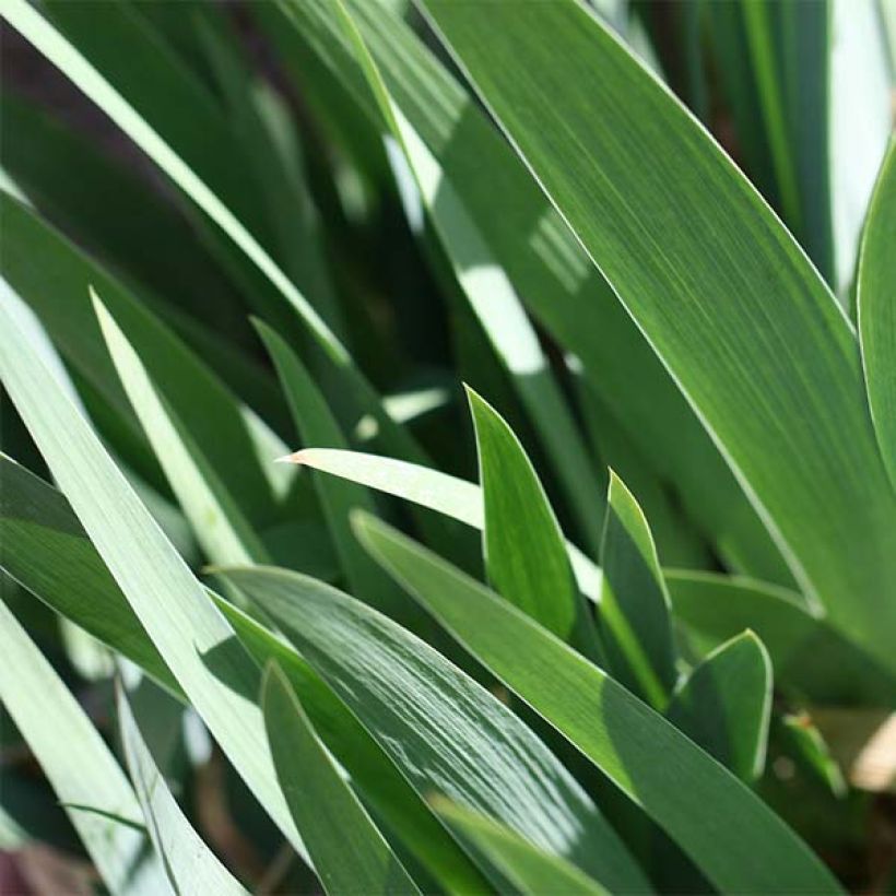 Iris Tiger Honey - Schwertlilie (Foliage)