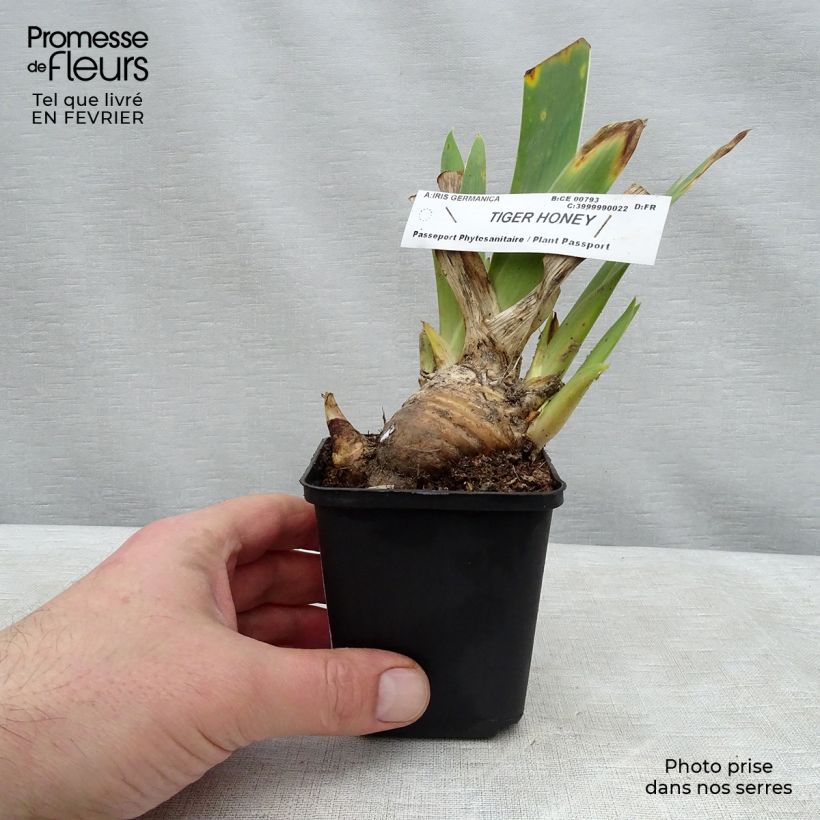 Exemplar von Iris Tiger Honey - Schwertlilie Kleine Töpfe von 8/9 cm wie im Winter geliefert