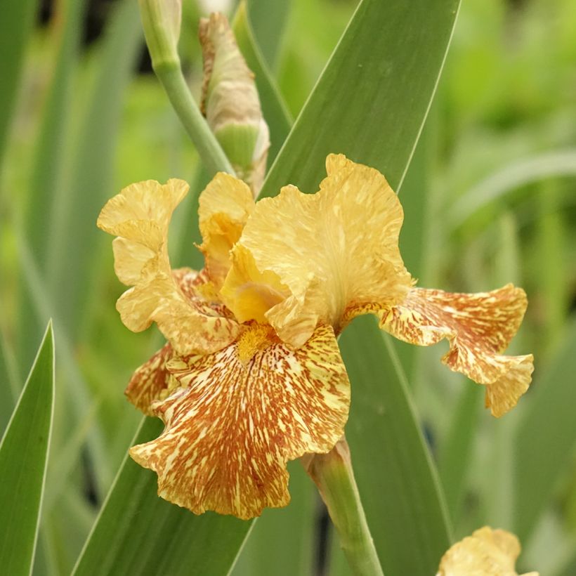 Iris Tiger Honey - Schwertlilie (Flowering)