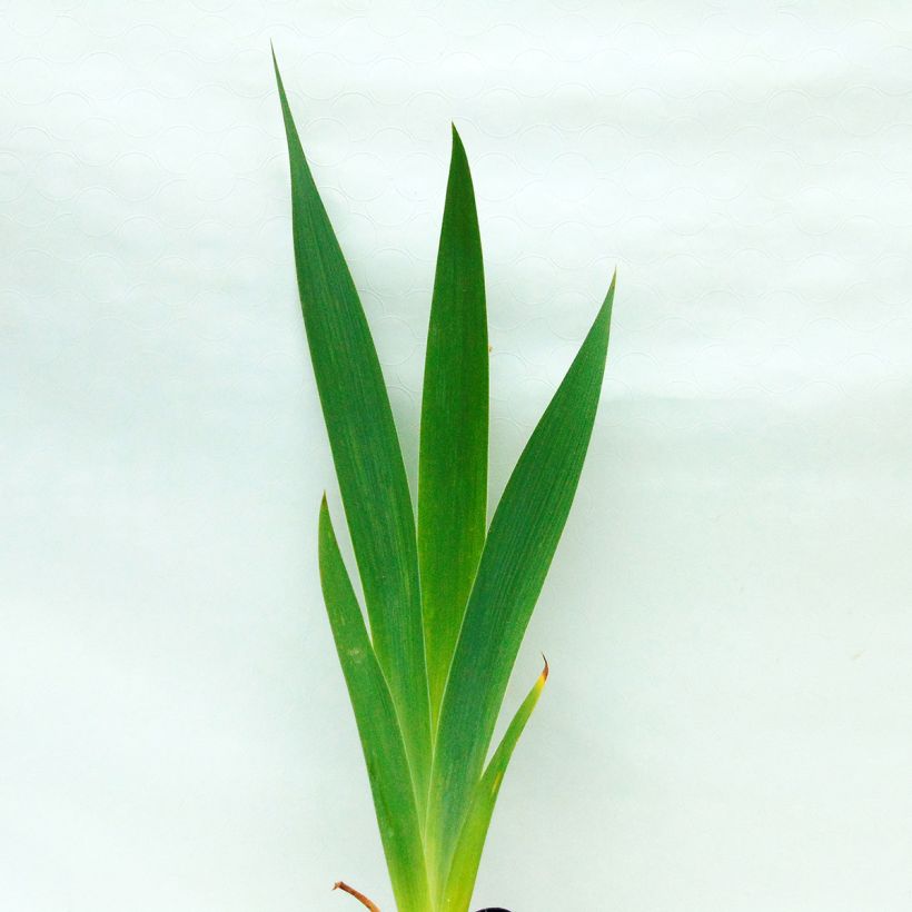 Iris Total Recall - Schwertlilie (Foliage)
