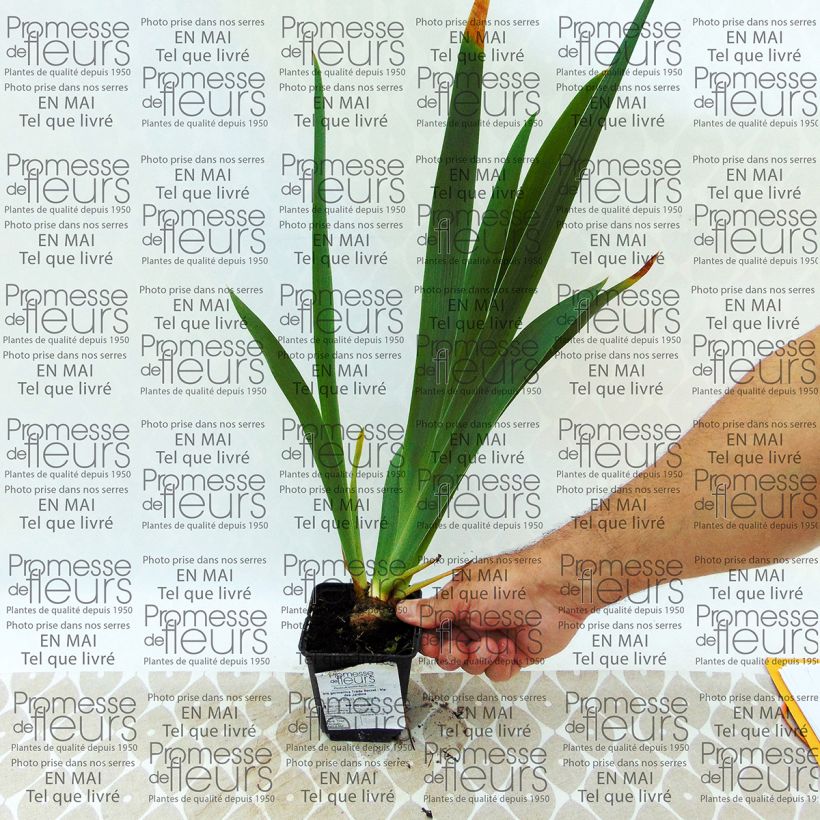 Example of Iris Trade Secret - Schwertlilie Kleine Töpfe von 8/9 cm as you get