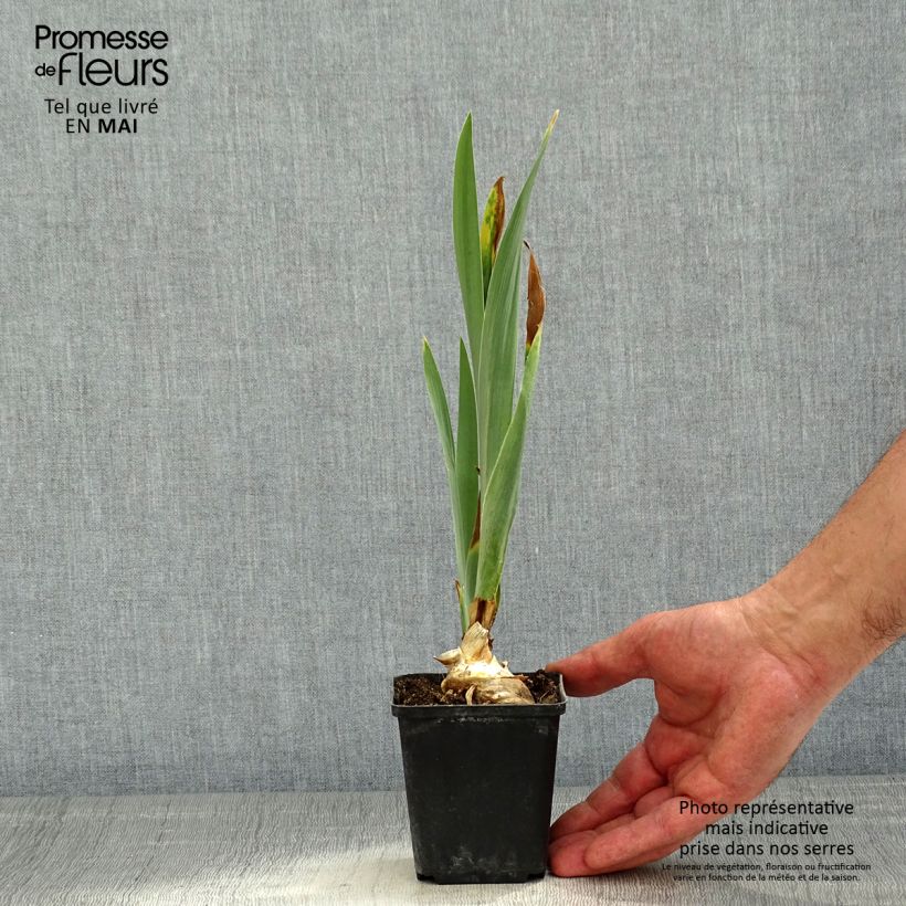 Exemplar von Iris Virgule - Schwertlilie Kleine Töpfe von 8/9 cm wie im Frühjahr geliefert