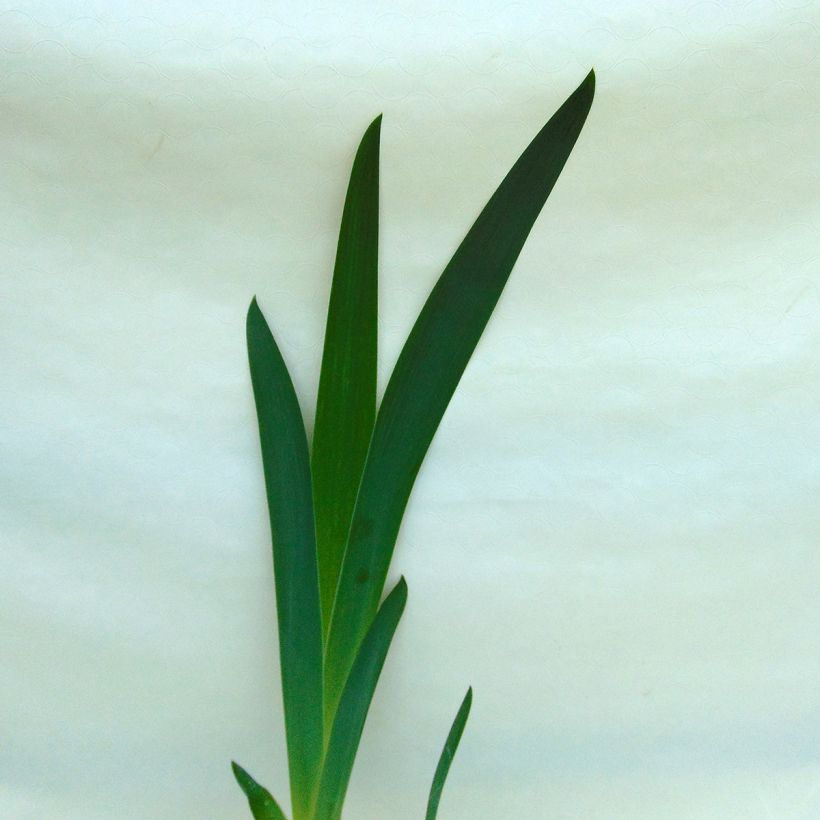 Iris Vitafire - Schwertlilie (Foliage)