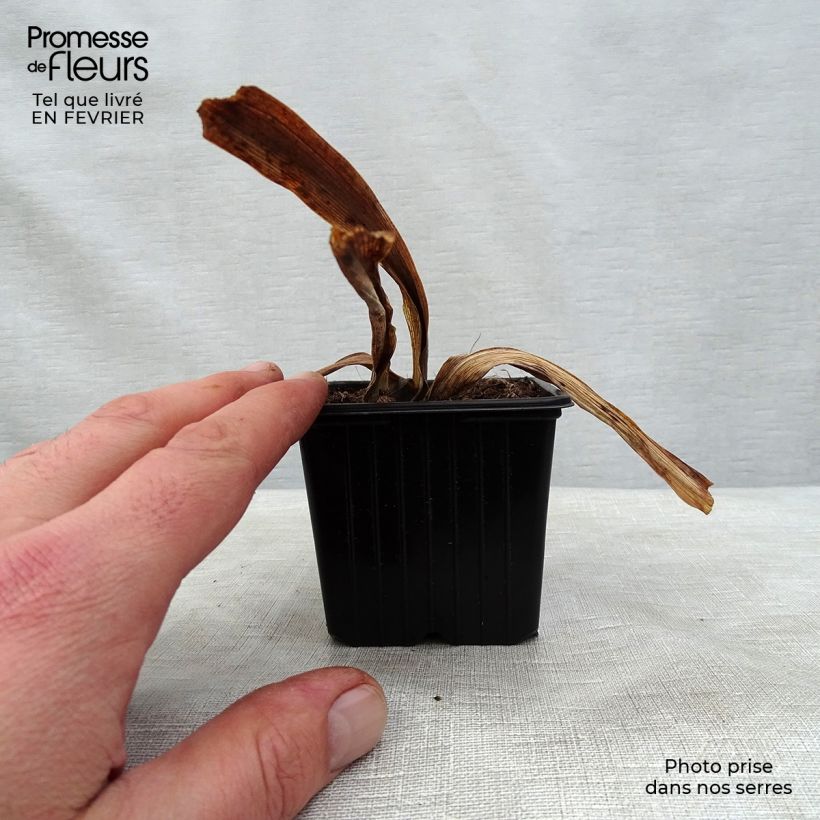 Example of Iris Vitafire - Schwertlilie Kleine Töpfe von 8/9 cm as you get in hiver