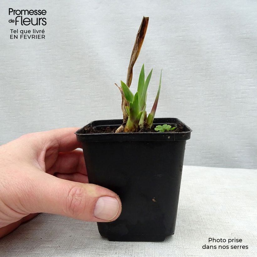 Example of Iris Wabash - Schwertlilie Kleine Töpfe von 8/9 cm as you get in hiver