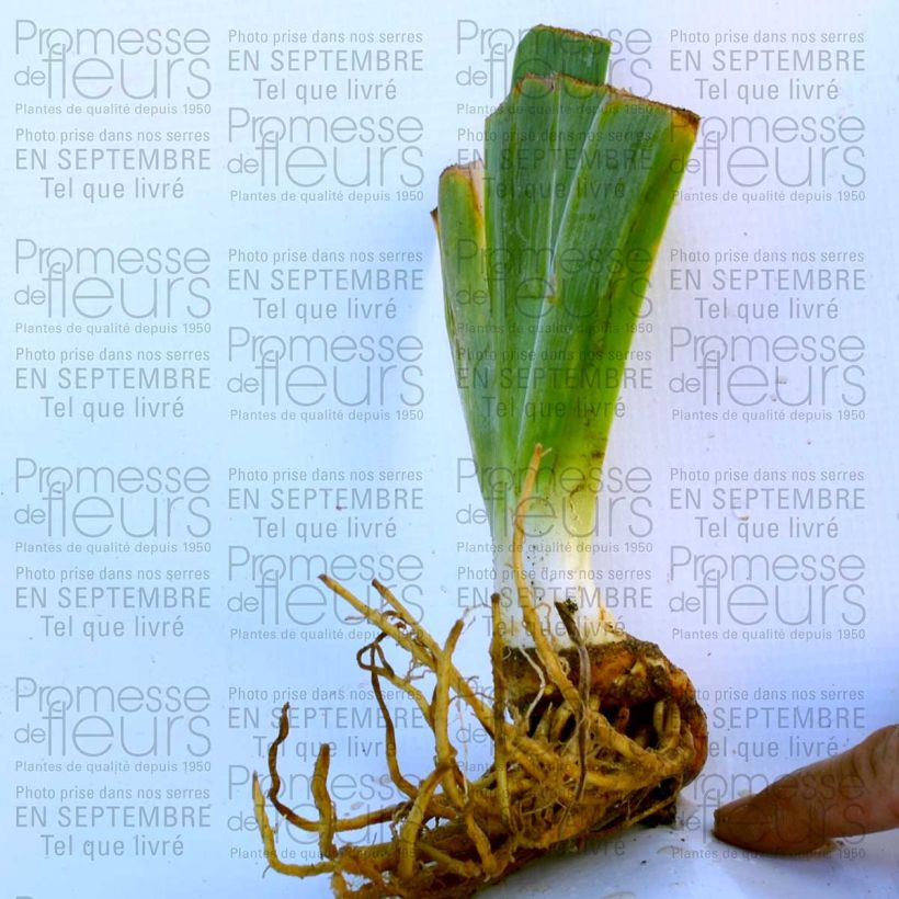 Example of Iris Wild Frontier - Schwertlilie Kleine Töpfe von 8/9 cm as you get