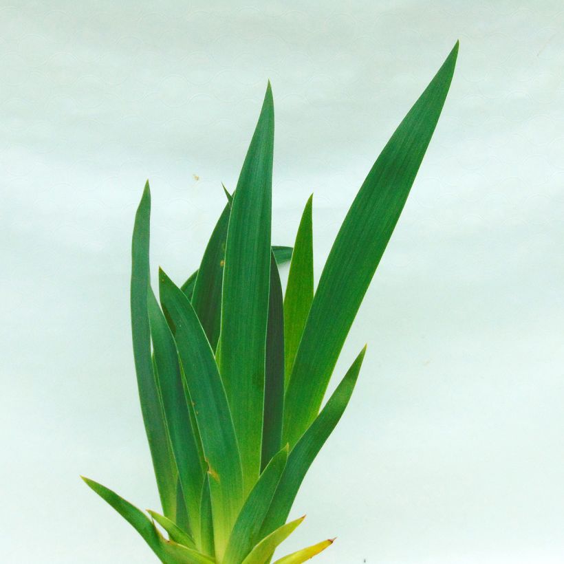 Iris Wild Frontier - Schwertlilie (Foliage)