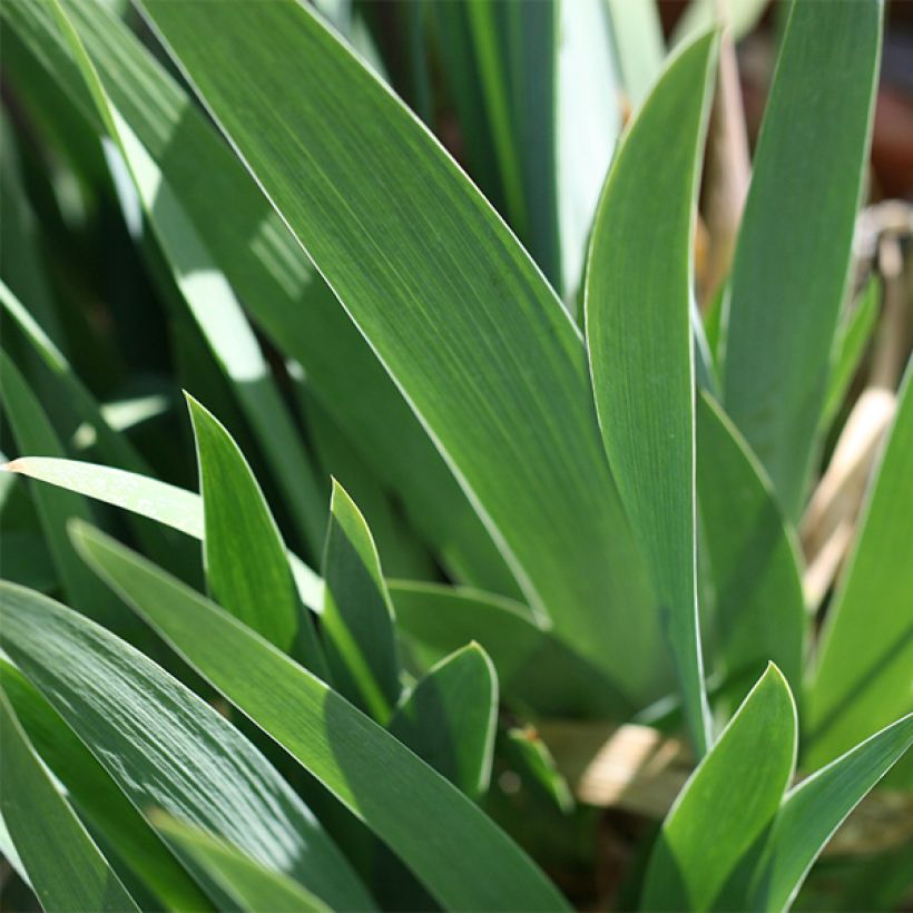 Iris Young Blood - Schwertlilie (Foliage)