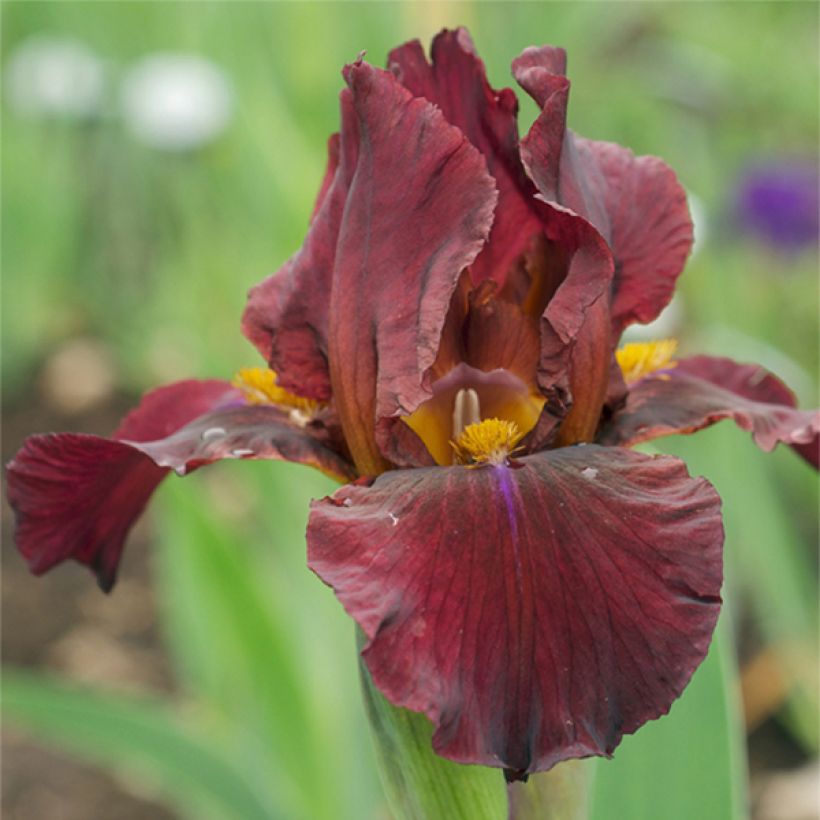 Iris Young Blood - Schwertlilie (Flowering)
