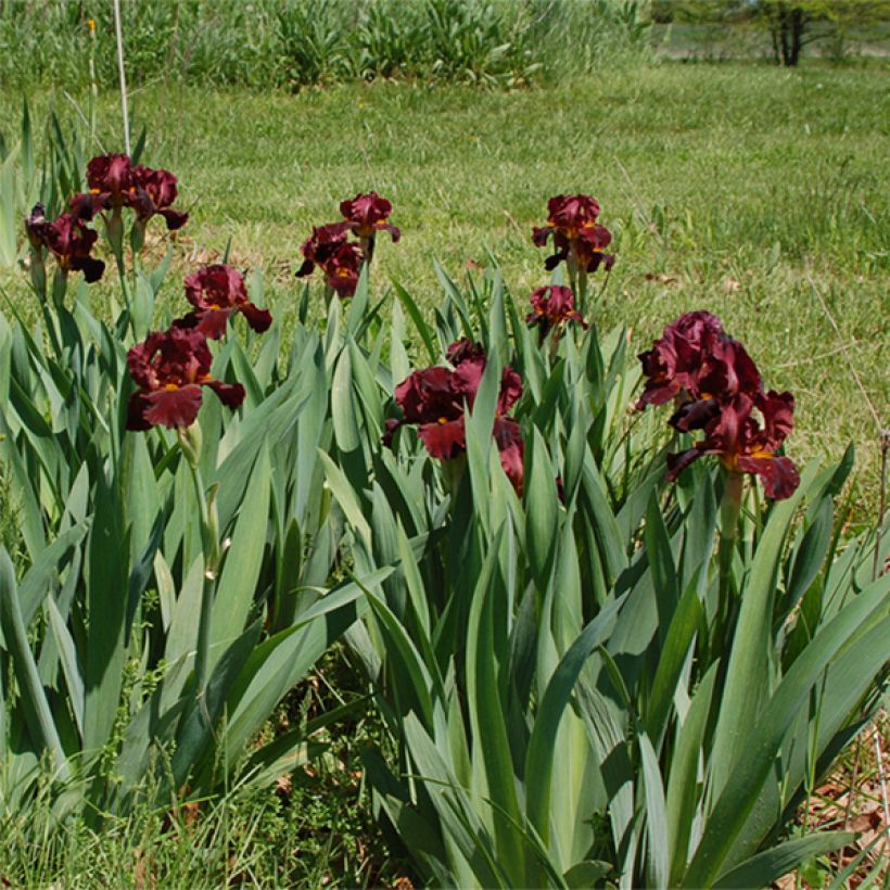 Iris Young Blood - Schwertlilie (Plant habit)