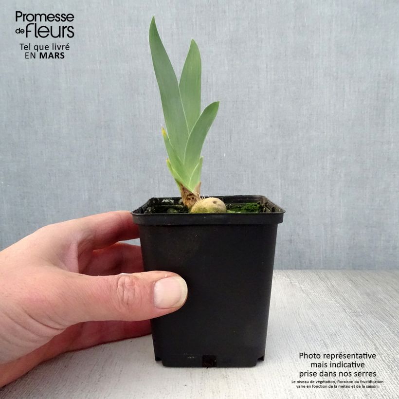 Exemplar von Iris Young Blood - Schwertlilie Kleine Töpfe von 8/9 cm wie im Frühjahr geliefert