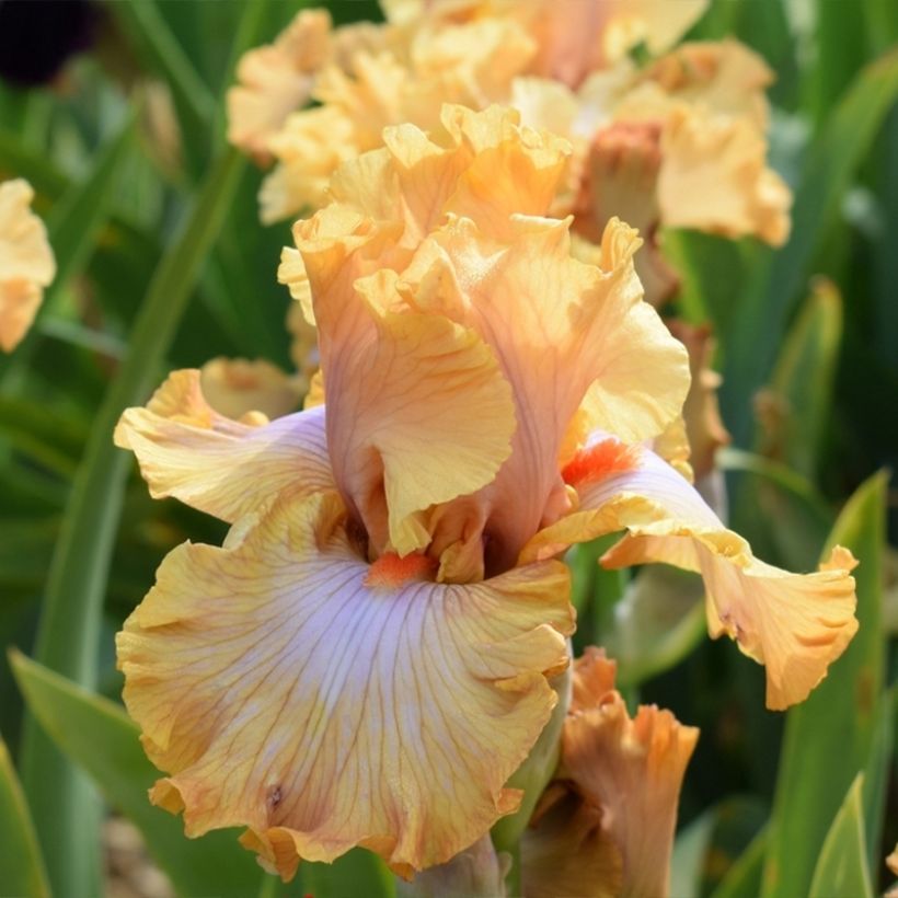 Iris Ambertine - Schwertlilie (Flowering)